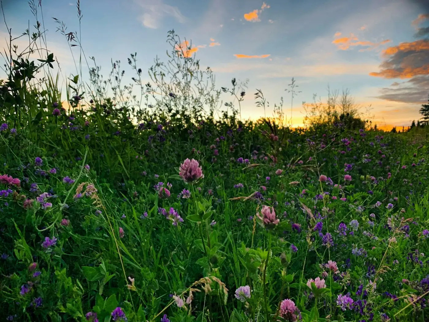 Blühende Wiese mit Klee im Abendlicht