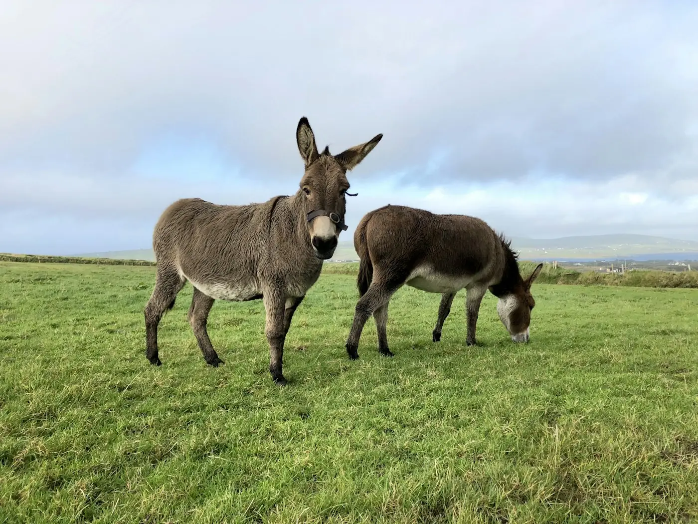 Zwei Esel grasen nebeneinander auf einer weiten Wiese