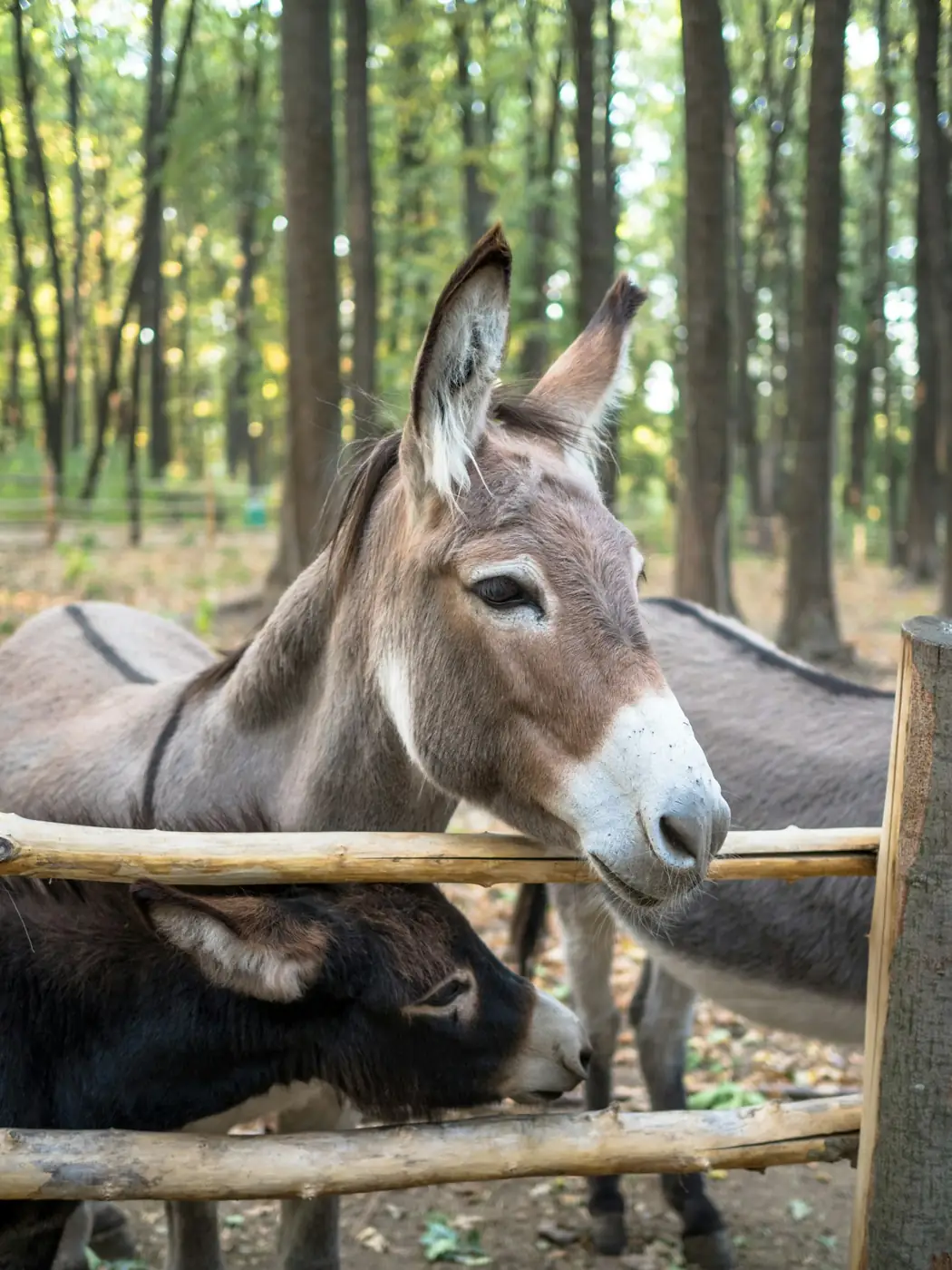 Esel schaut freundlich über einen Holzzaun